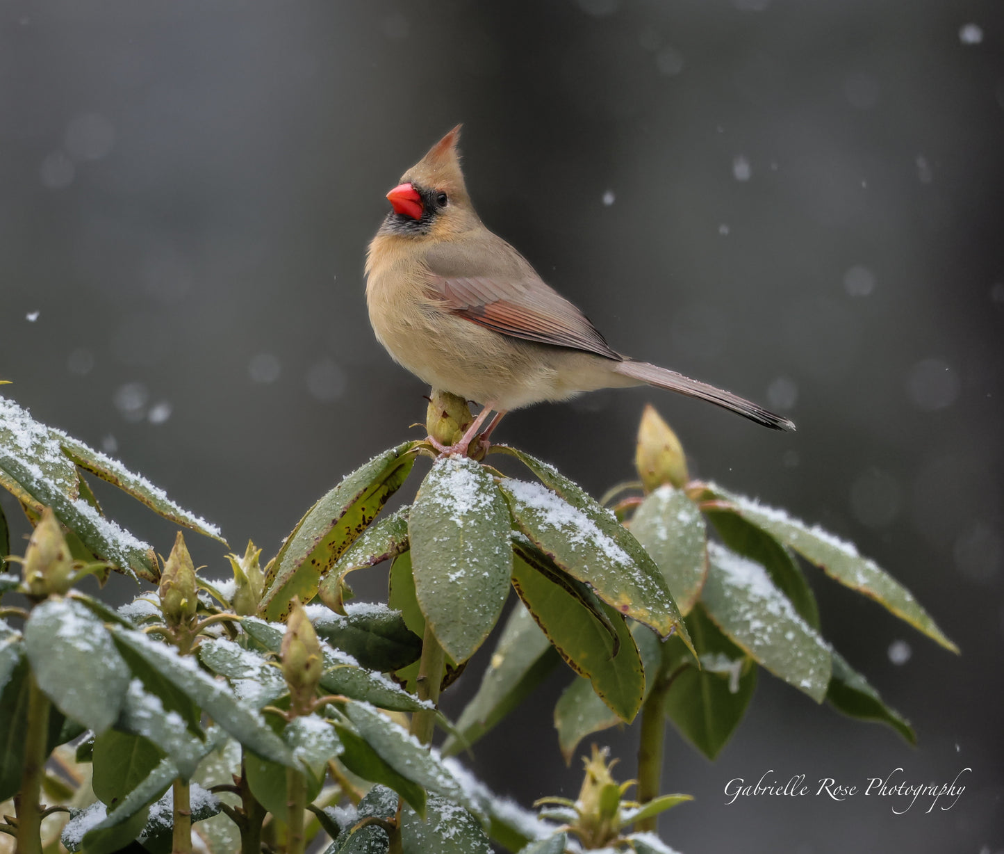 cardinal 8x10