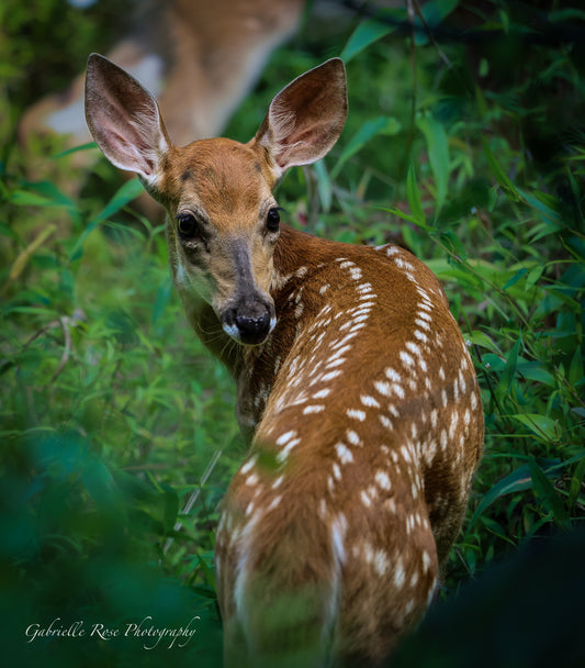 Deer 8x10