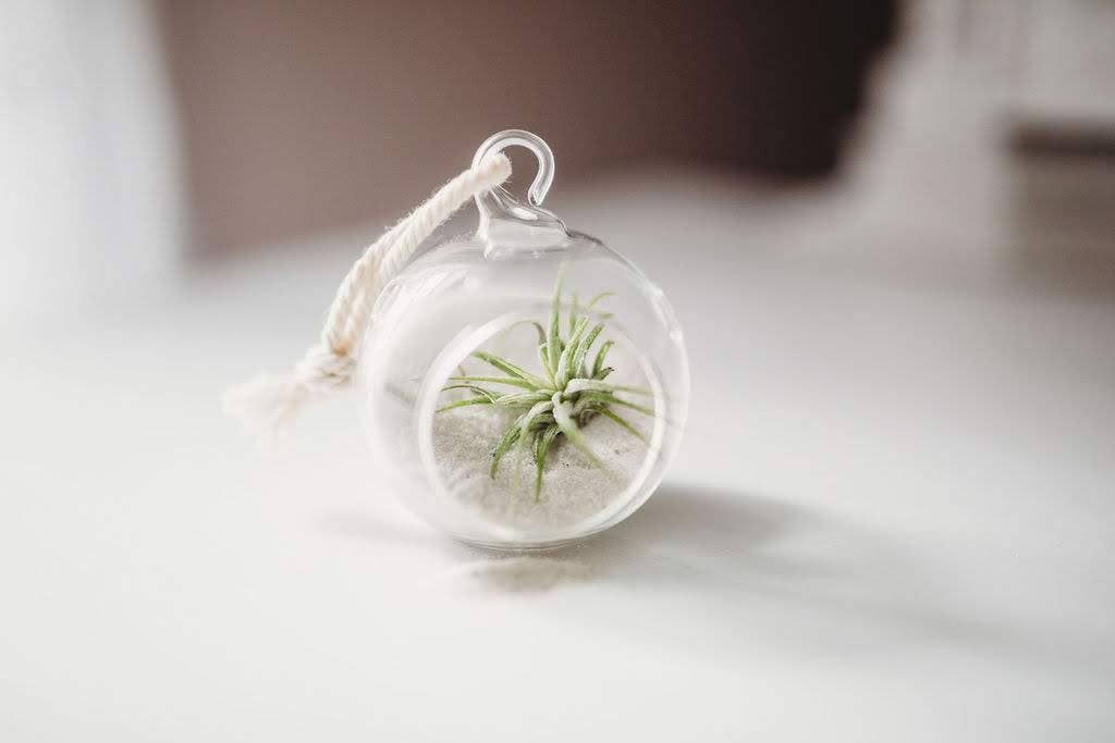 Mini Orb Air Plant Terrarium Kit - Semi-Precious Stone