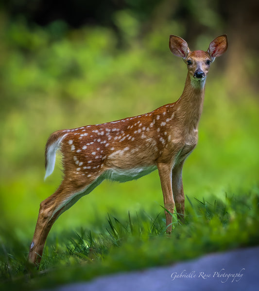 fawn by road 8x10