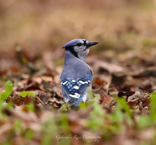 blue jay 8x10