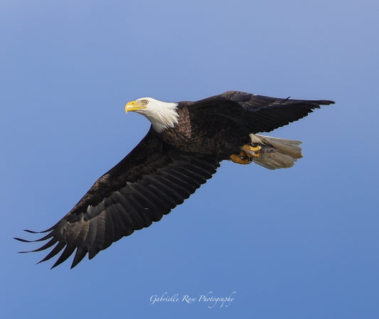 bald eagle 8x10