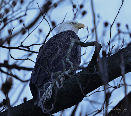 perched bald eagle 8x10