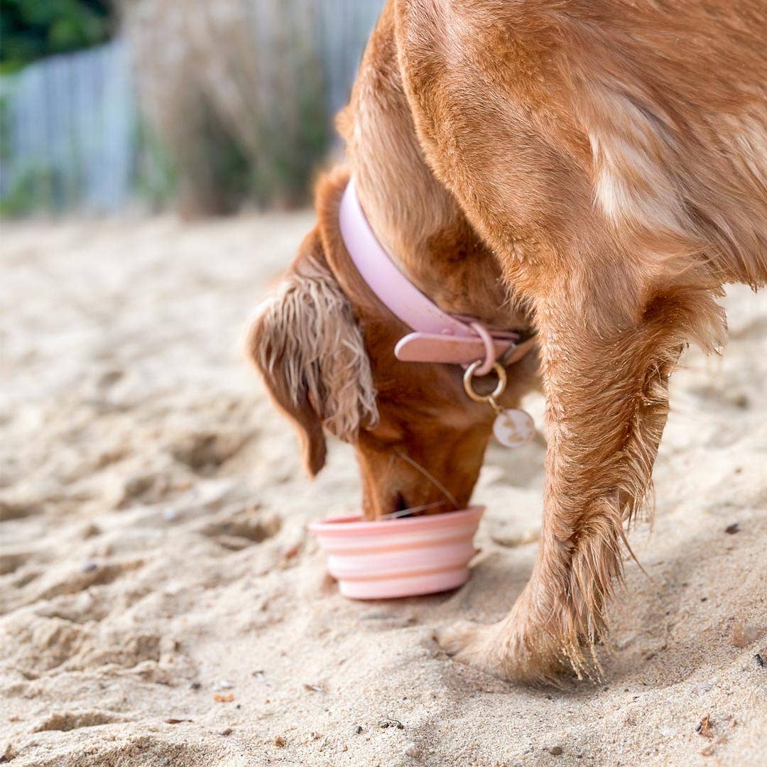 Collapsible Water Bowl