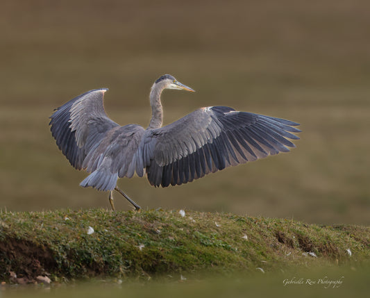 great blue heron 8x10