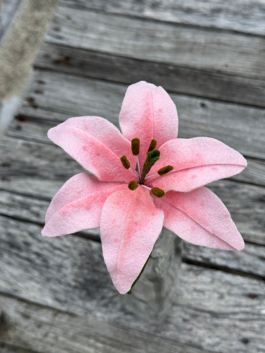 Lily Stem