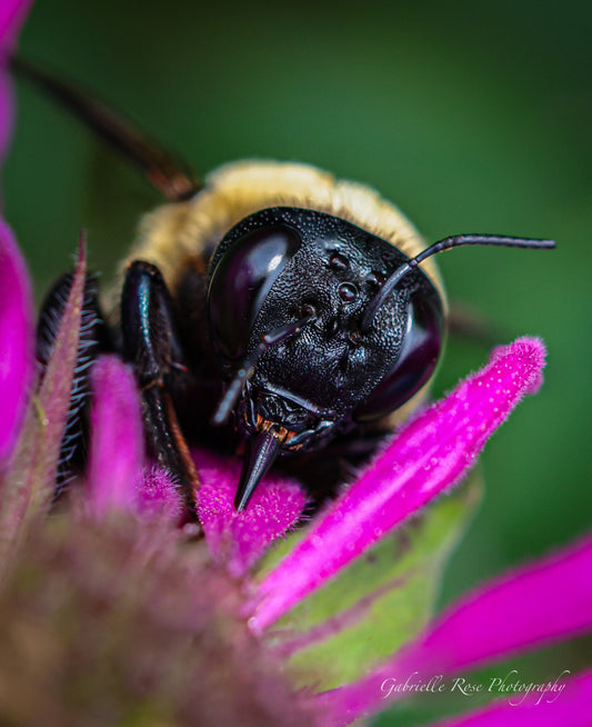 bumblebee 8x10