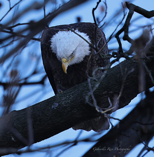 serious bald eagle 8x10