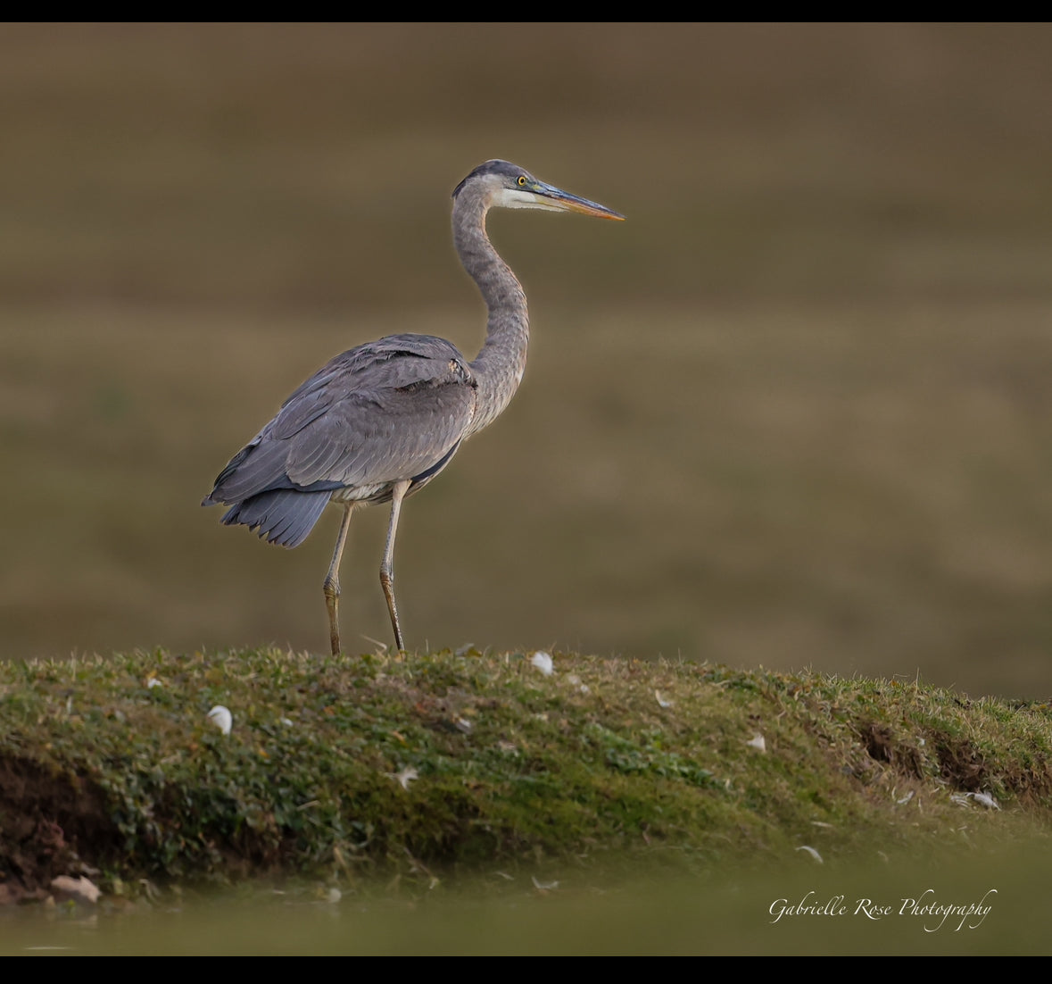 standing great blue heron 8x10